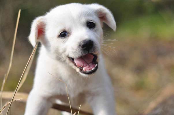 Before - Low Quality for Printing