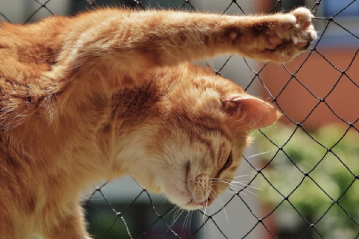 Before - Single Image Processing