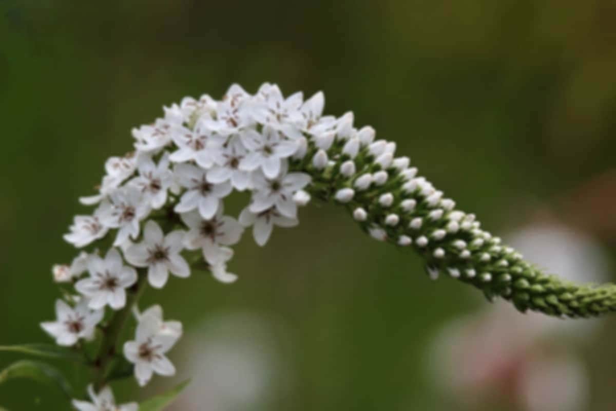 Before - Low Quality Photo