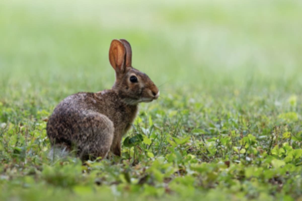 Before - Details Lost