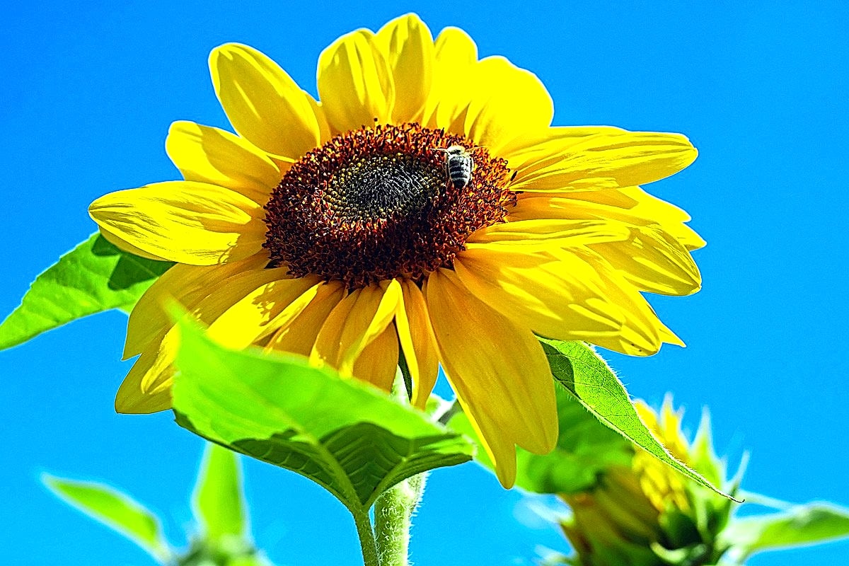 Before - Over-Processed Look